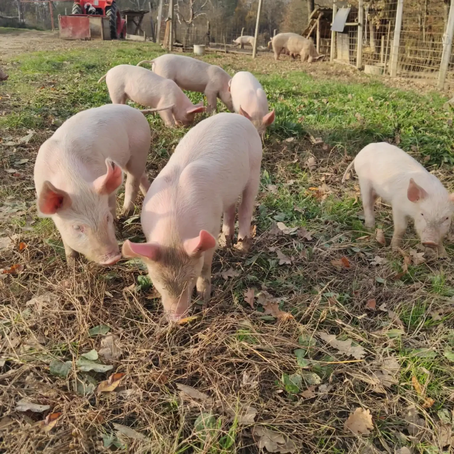 mangalica-es-sertes-farm-01