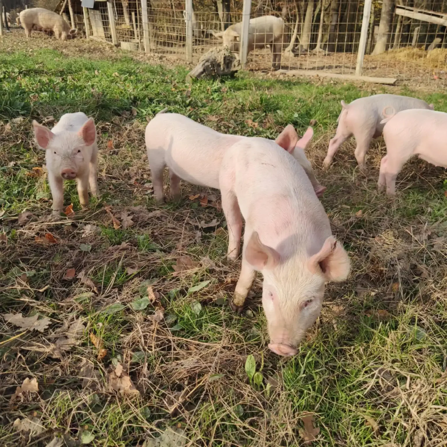 mangalica-es-sertes-farm-02