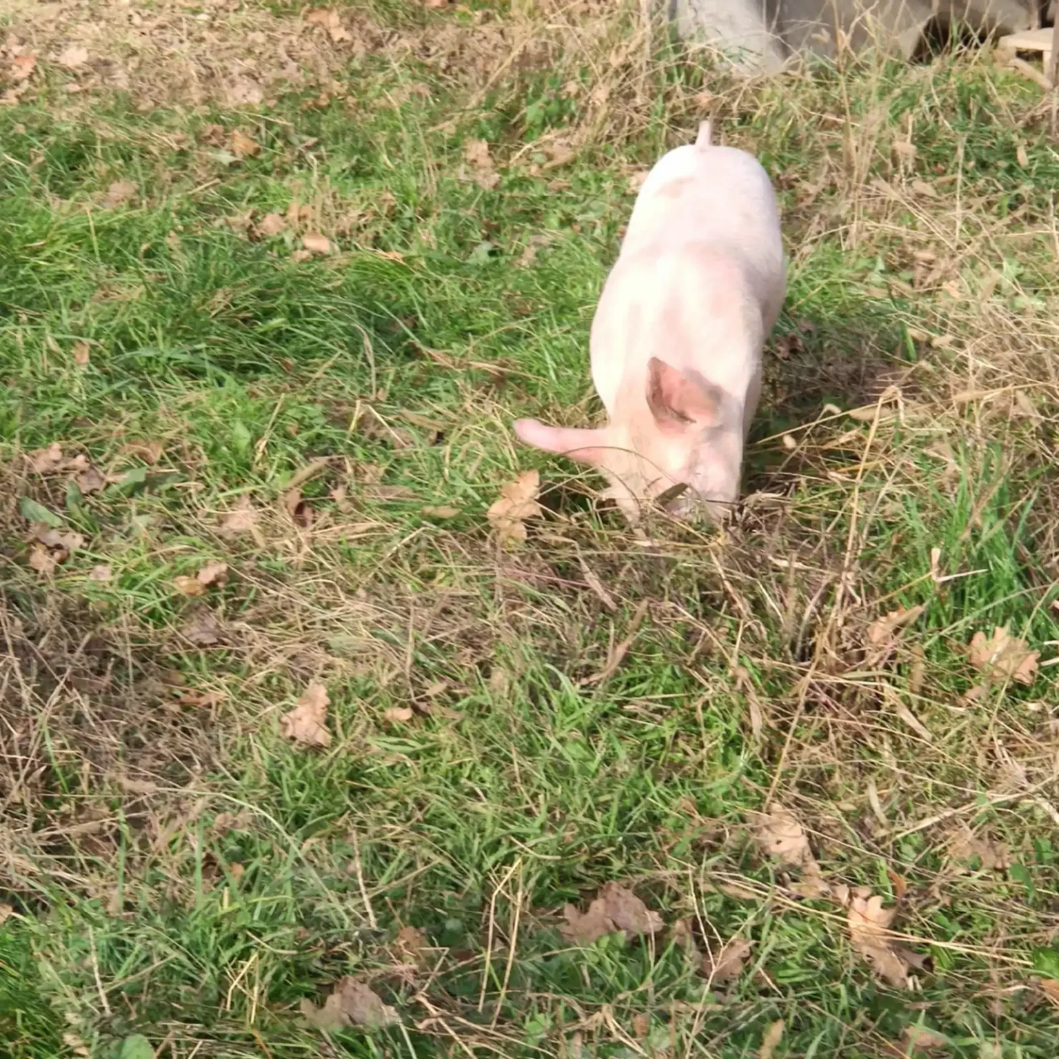 mangalica-es-sertes-farm-03