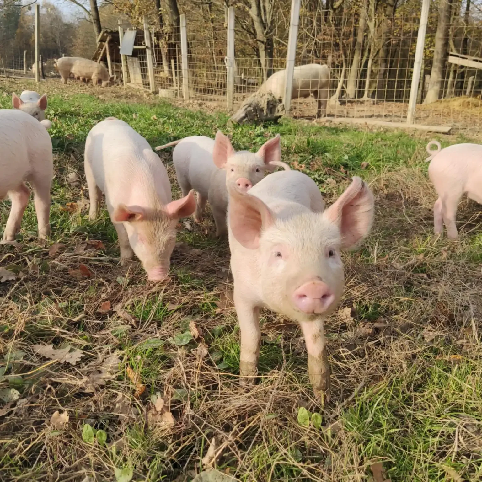 mangalica-es-sertes-farm-04