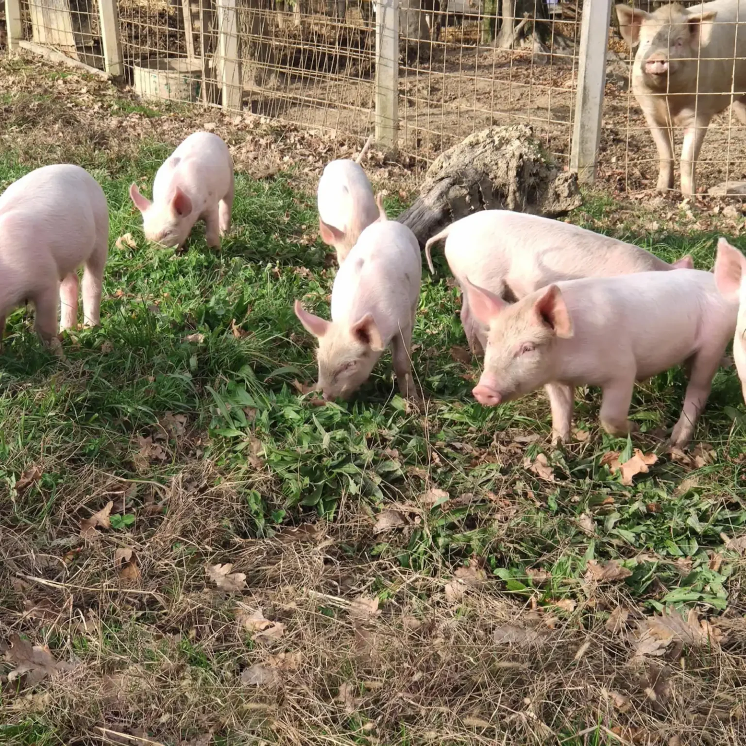 mangalica-es-sertes-farm-07