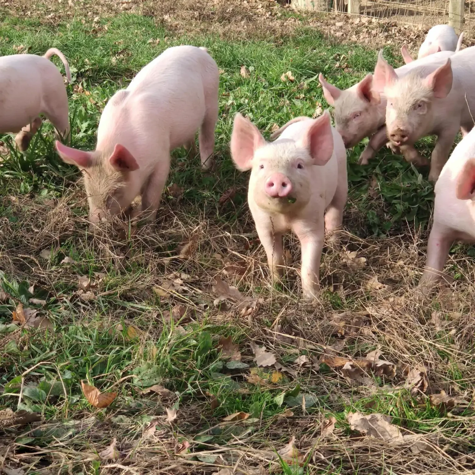 mangalica-es-sertes-farm-08