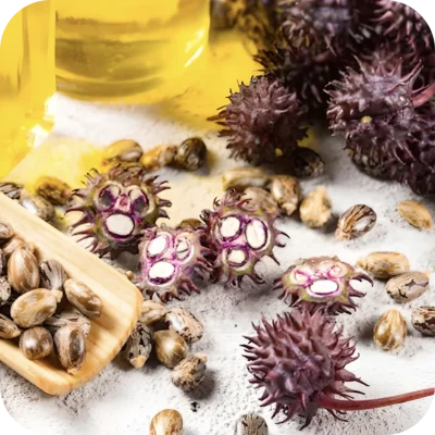 Mariatovismagolaj_kategoria